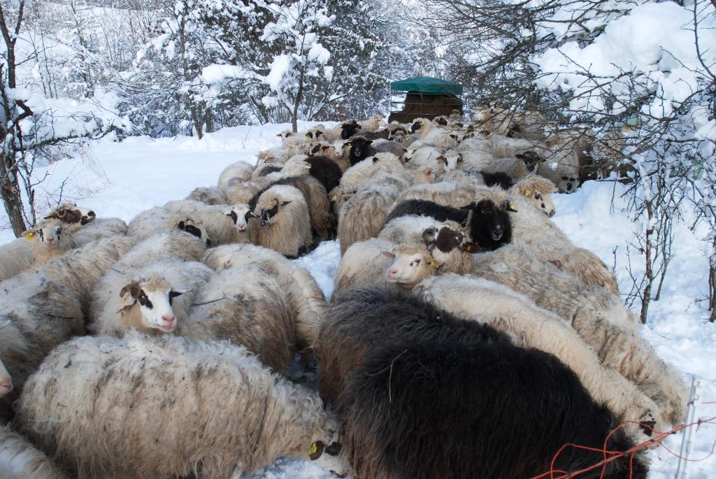 belokranjske_pramenenke