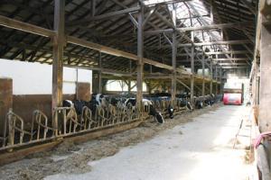 Sodoben, dobro urejen hlev kmetija_leber_vracko(9)