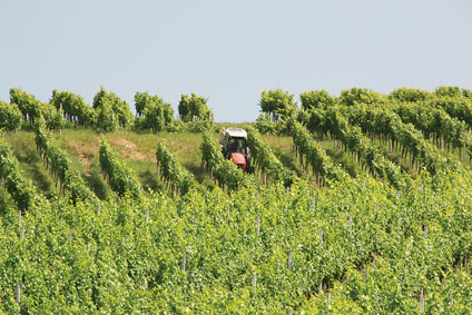 Znani so tudi po kakovostnih vinih kmetija_leber_vracko(27)