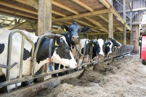 Visoko proizvodne molznice potrebujejo dobre pogoje za rejo kmetija_leber_vracko(6)