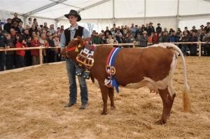 Šampionka krav med cikami v letu 2012