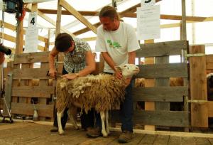 16. državno tekmovanje v strižnji ovac - Semič