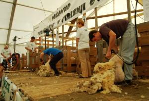 16. državno tekmovanje v strižnji ovac - Semič (2)