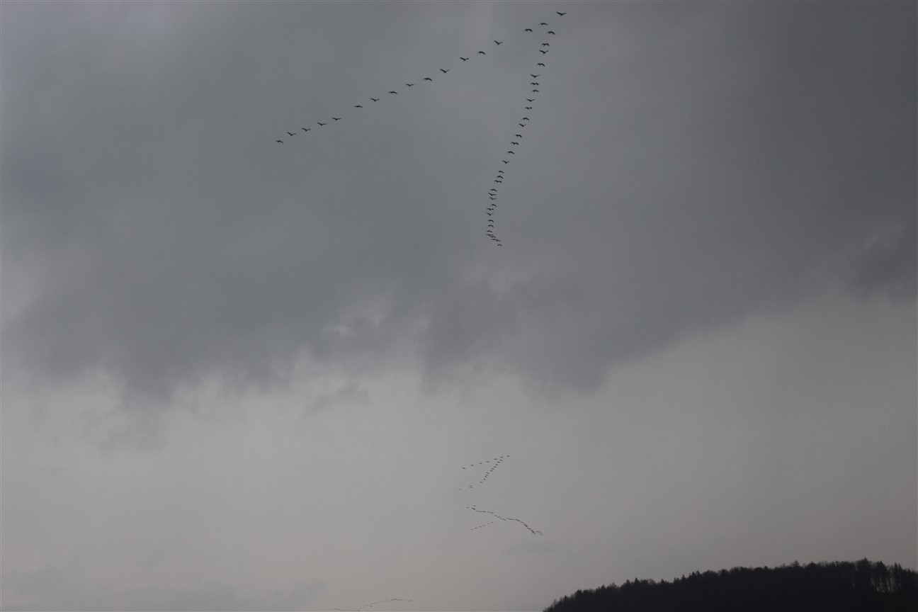 Foto Darinka Sebenik